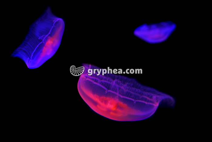 Méduses (Aurelia aurita) - gryphea.com